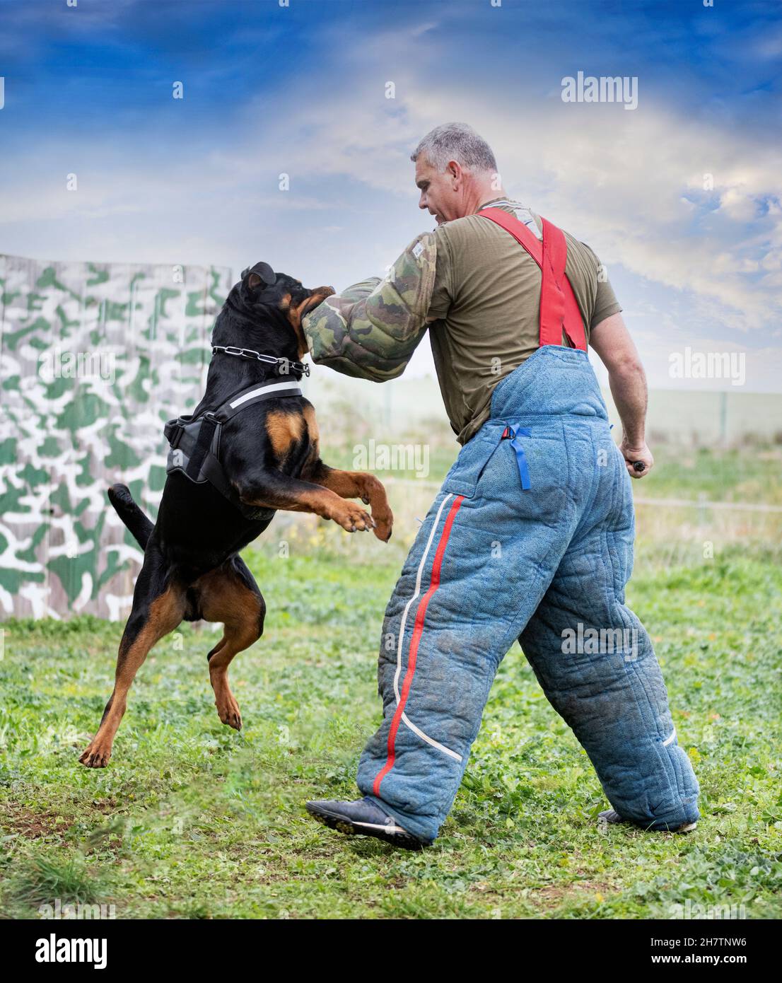 young rottweiler training in the nature for security Stock Photo