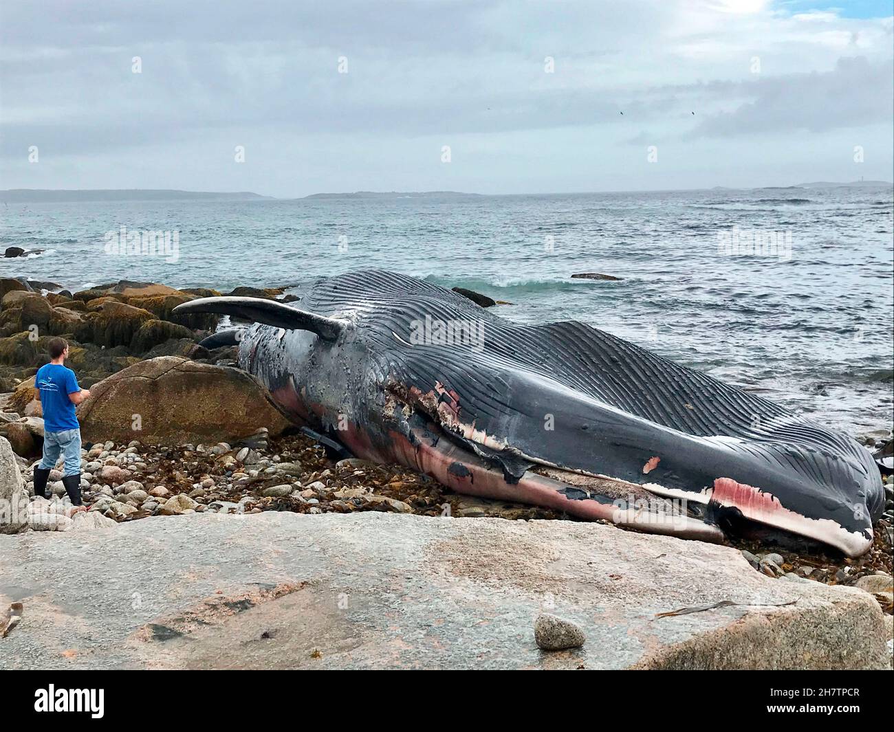 Apocalyptic image': More than 330 whales found dead in largest known whale  stranding event