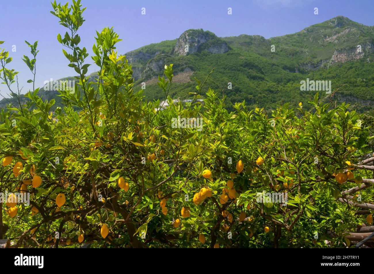 Ripe fruit ready for picking in an orchard near Scala, the Amalfi Coast. These juicy lemons are mostly used for making the famous liqueur, Limoncello. Stock Photo