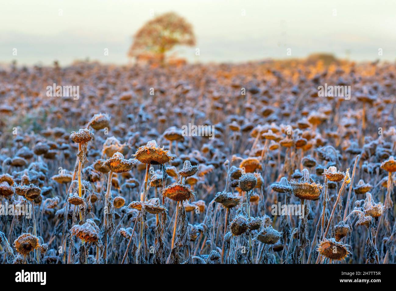 Bretherton, Lancashiure.  UK Weather. 25 Nov 2021.   Cold frosty chilly morning with hoar feathery frost on sunflower seed heads. A stunning  flowering cereal crop when in bloom this six acre field is ready to harvest as the ground hardens with the cool November temperatures. Sunflowers should be harvested harvested as soon as the calyx turns to its brownish/yellow color. Credit: MediaWorldImages/AlamyLiveNews Stock Photo