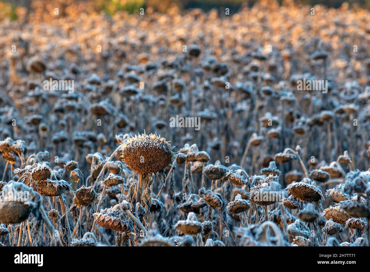 Bretherton, Lancashiure.  UK Weather. 25 Nov 2021.   Cold frosty chilly morning with hoar feathery frost on sunflower seed heads. A stunning  flowering cereal crop when in bloom this six acre field is ready to harvest as the ground hardens with the cool November temperatures. Sunflowers should be harvested harvested as soon as the calyx turns to its brownish/yellow color. Credit: MediaWorldImages/AlamyLiveNews Stock Photo