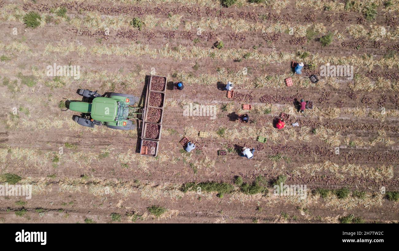 Haifa, Israel - June 10, 2020: Farmworker manual picked Red Onions in an agriculture field. Aerial view. Stock Photo