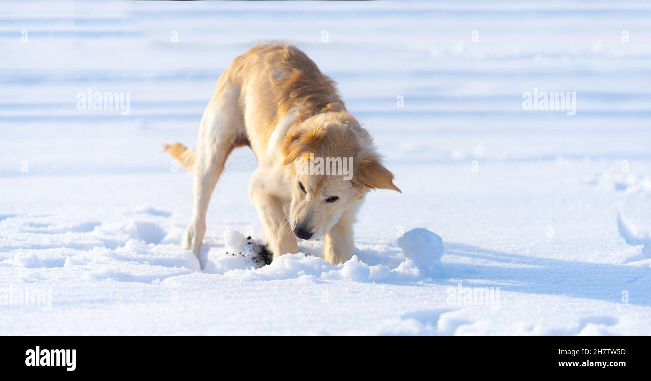 golden-retriever-digging-hi-res-stock-photography-and-images-alamy