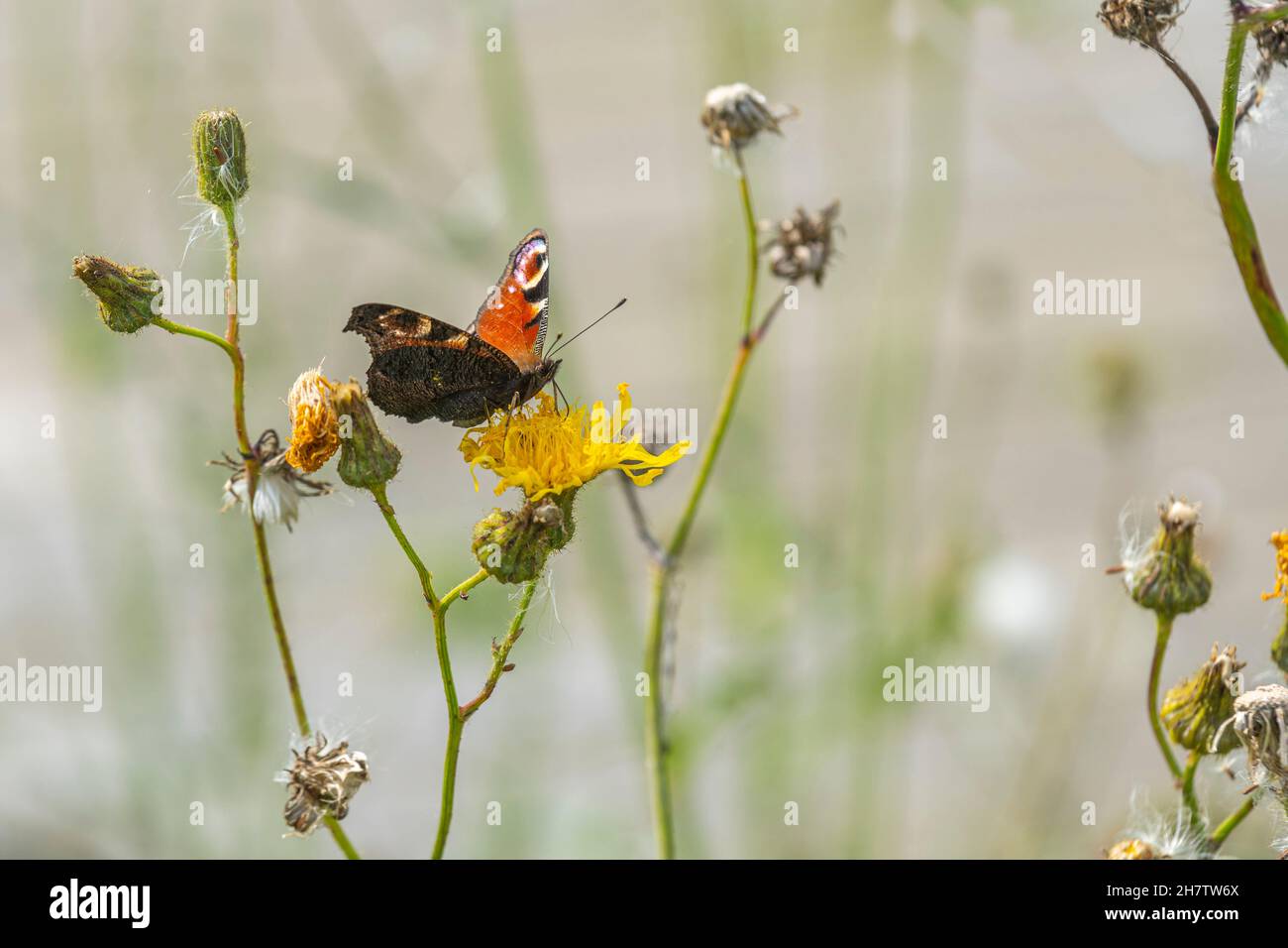 A specimen of the vanessa io or peacock eye, Aglais io Linnaeus, sucks nectar from a Dandelion flower. Spøttrup Borg Botanical Garden, Denmark Stock Photo