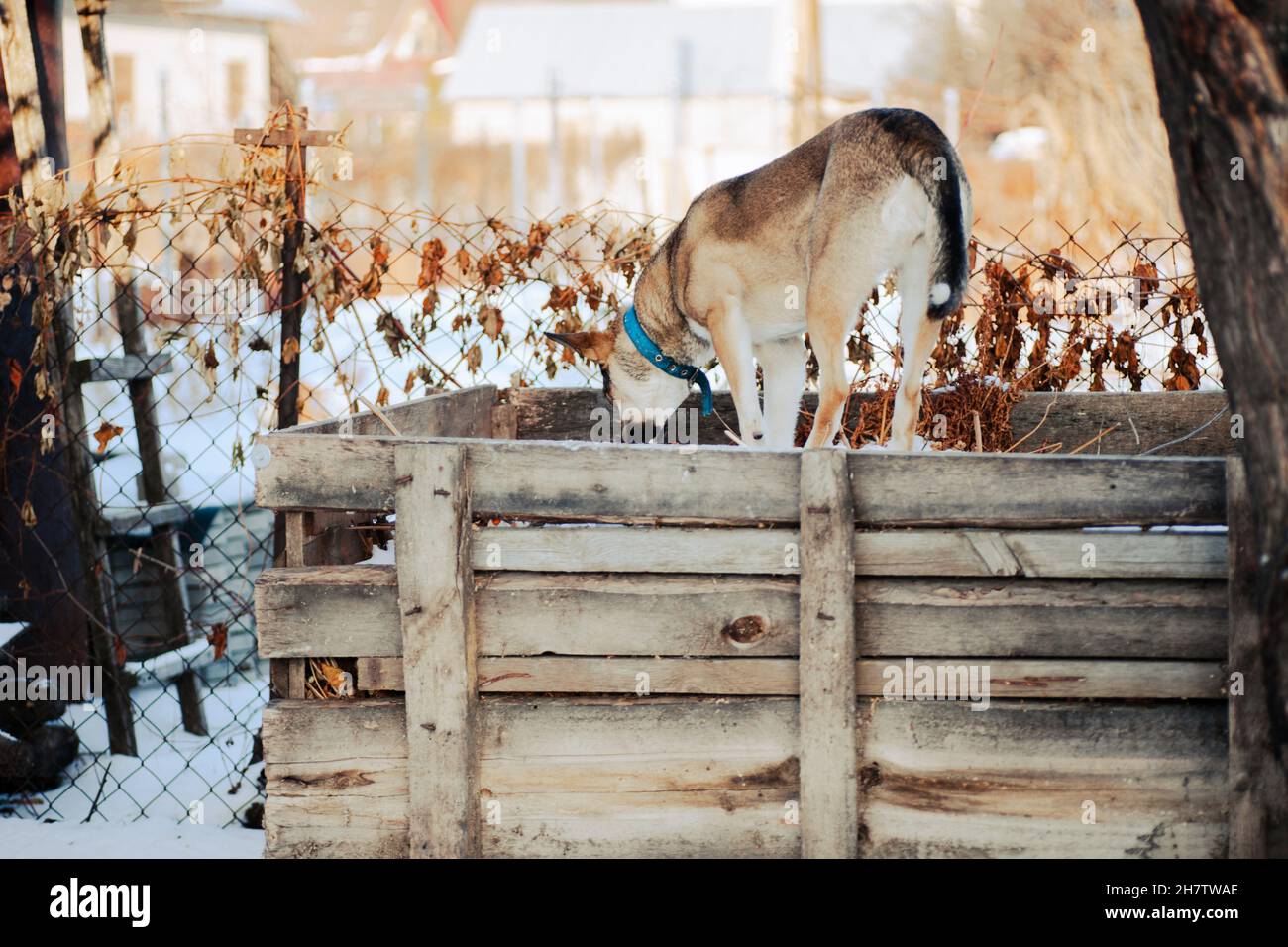 Big dog is playing in backyard. Dog in blue collar walks around backyard, stands on wooden shed and jumps on snow, winter landscape Stock Photo
