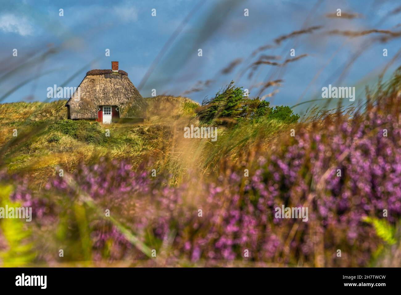 Traditional thatched fisherman's house in the Nymindegab dunes with wild heather flowers. Southwest Jutland, Denmark, Europe Stock Photo