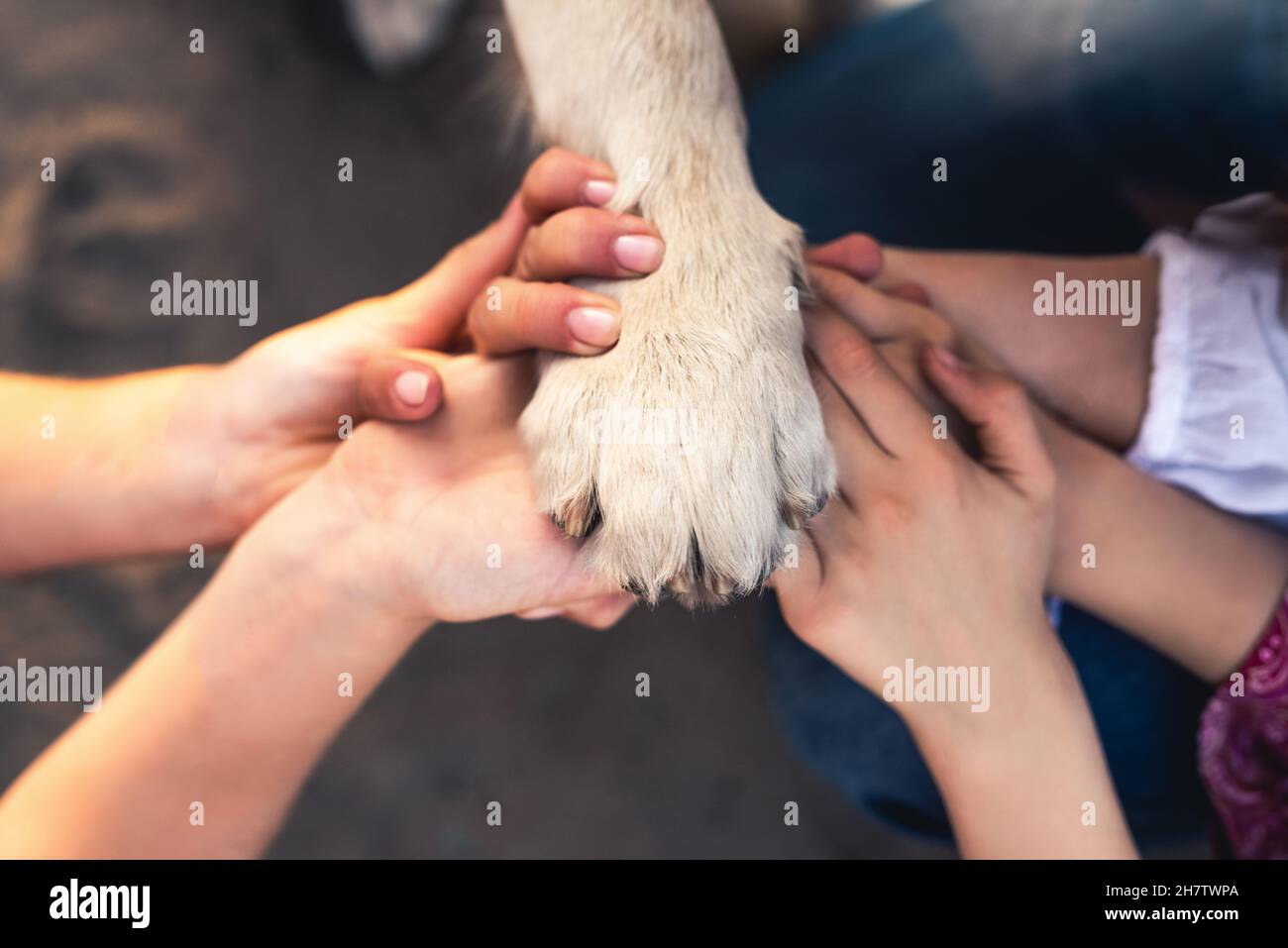 Human hands and dog paw Stock Photo Alamy