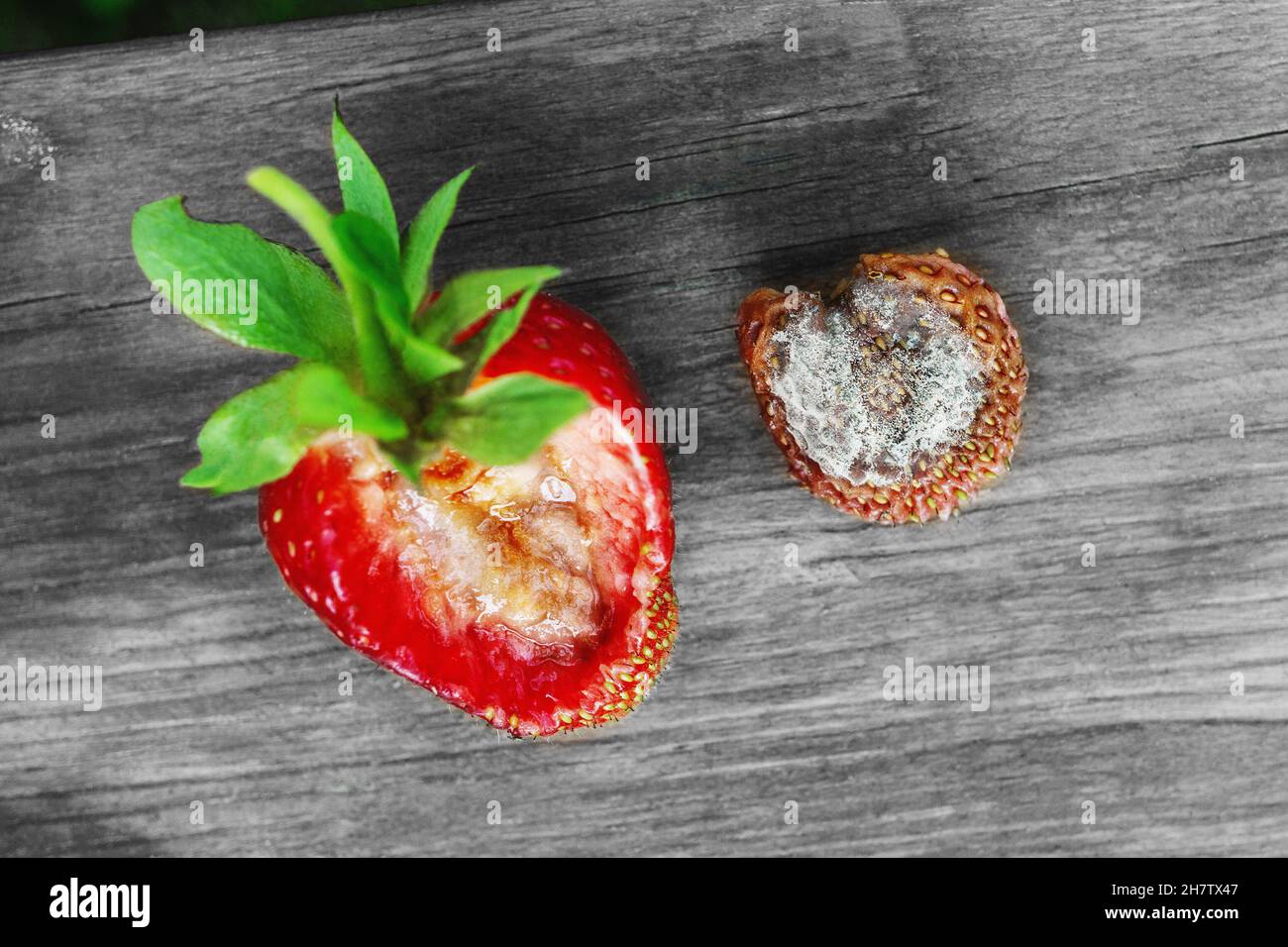 Strawberry berry with rot on a wooden background. rotten fruit. Fungal diseases of fruits and other products. Stock Photo