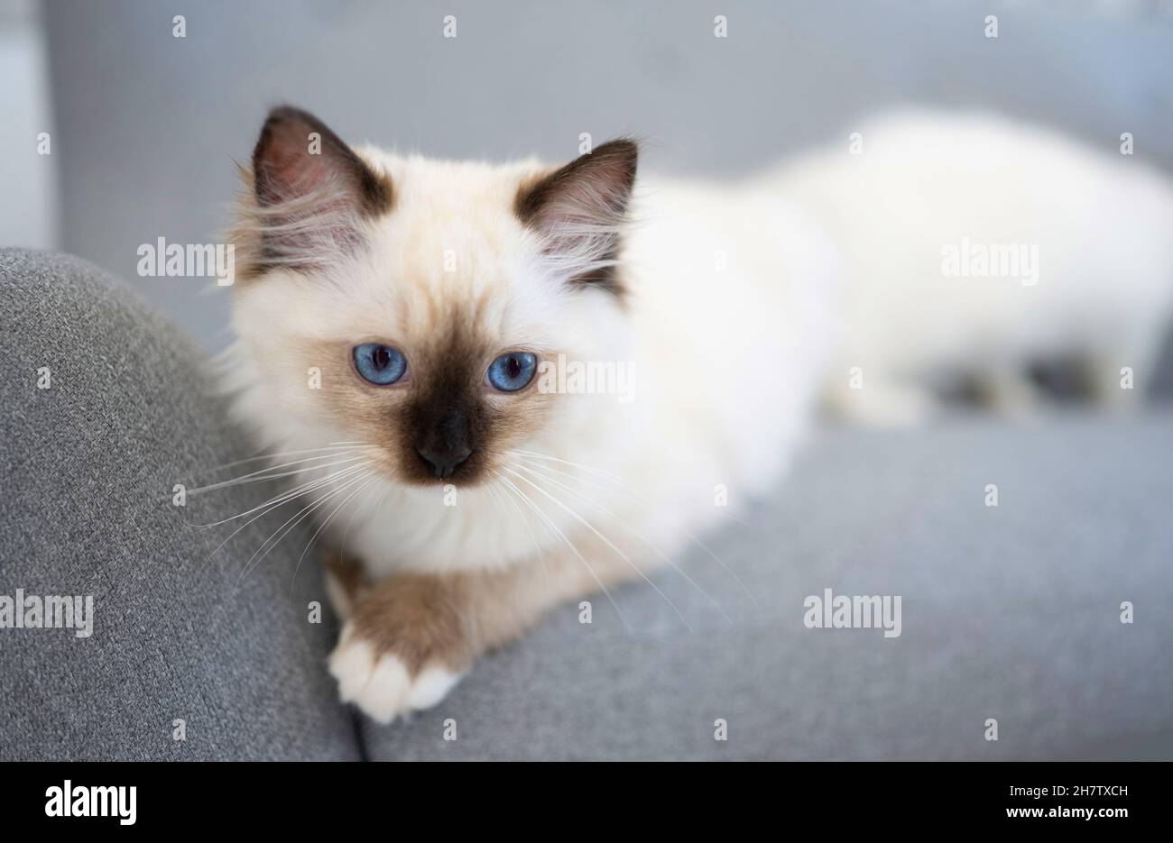 Ragdoll cat outdoors Stock Photo - Alamy