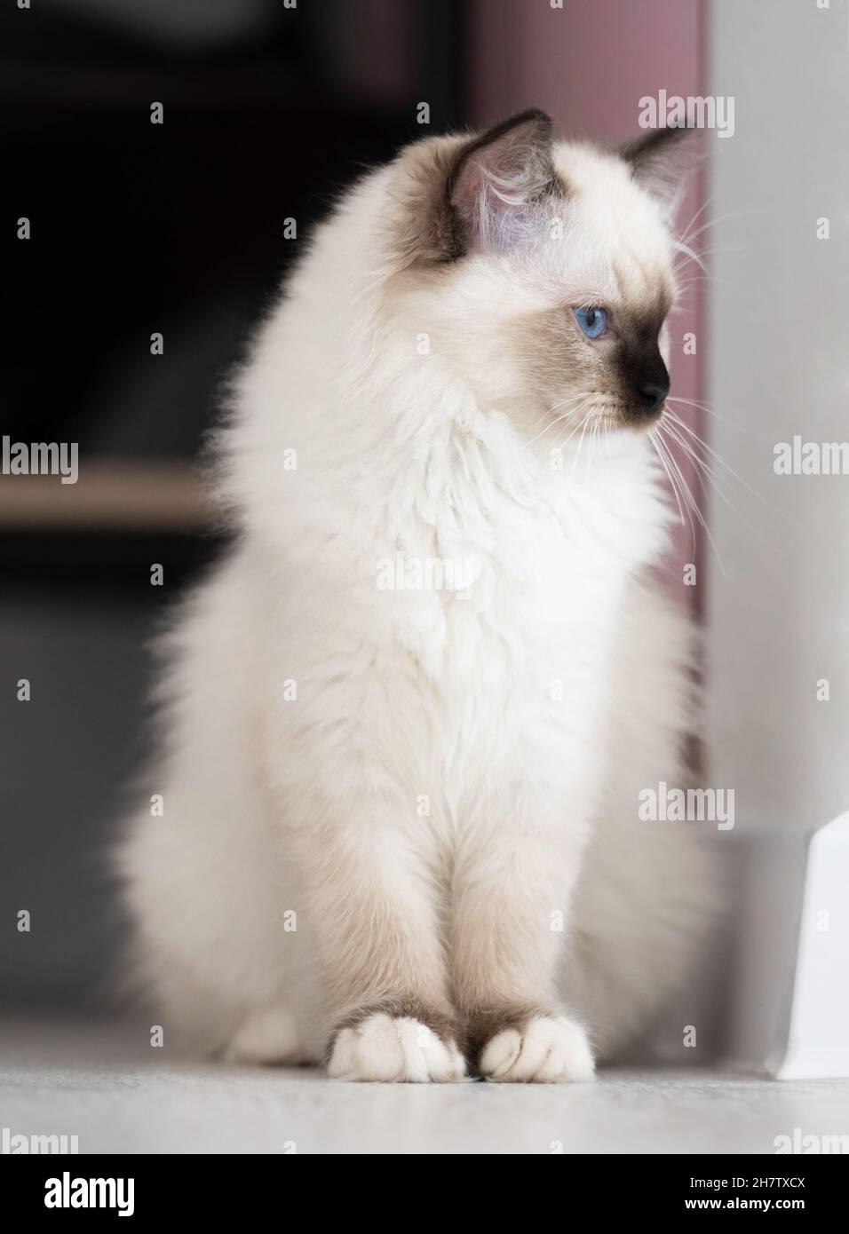 Ragdoll cat indoors Stock Photo Alamy