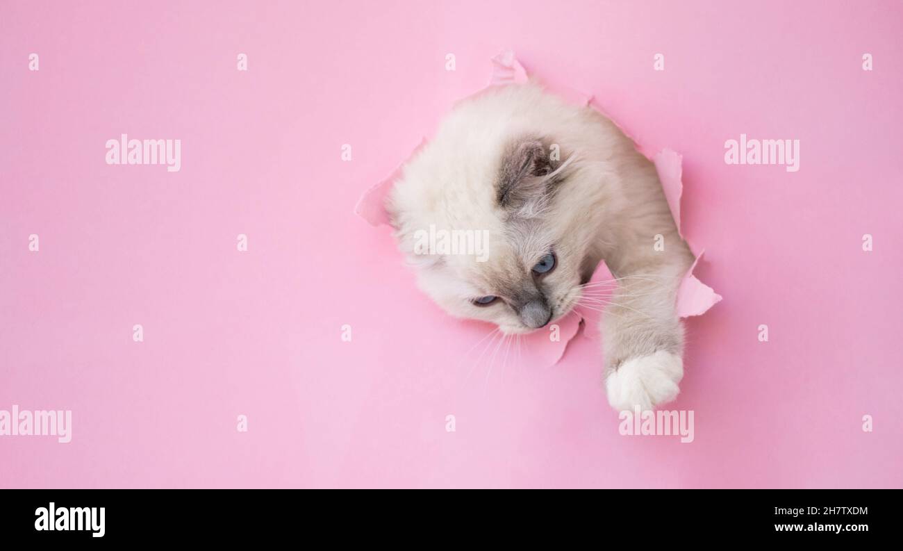 Ragdoll cat outdoors Stock Photo