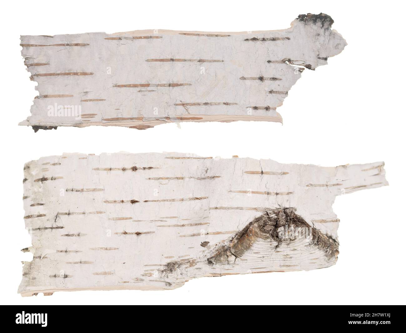 Birch bark isolated on white background Stock Photo