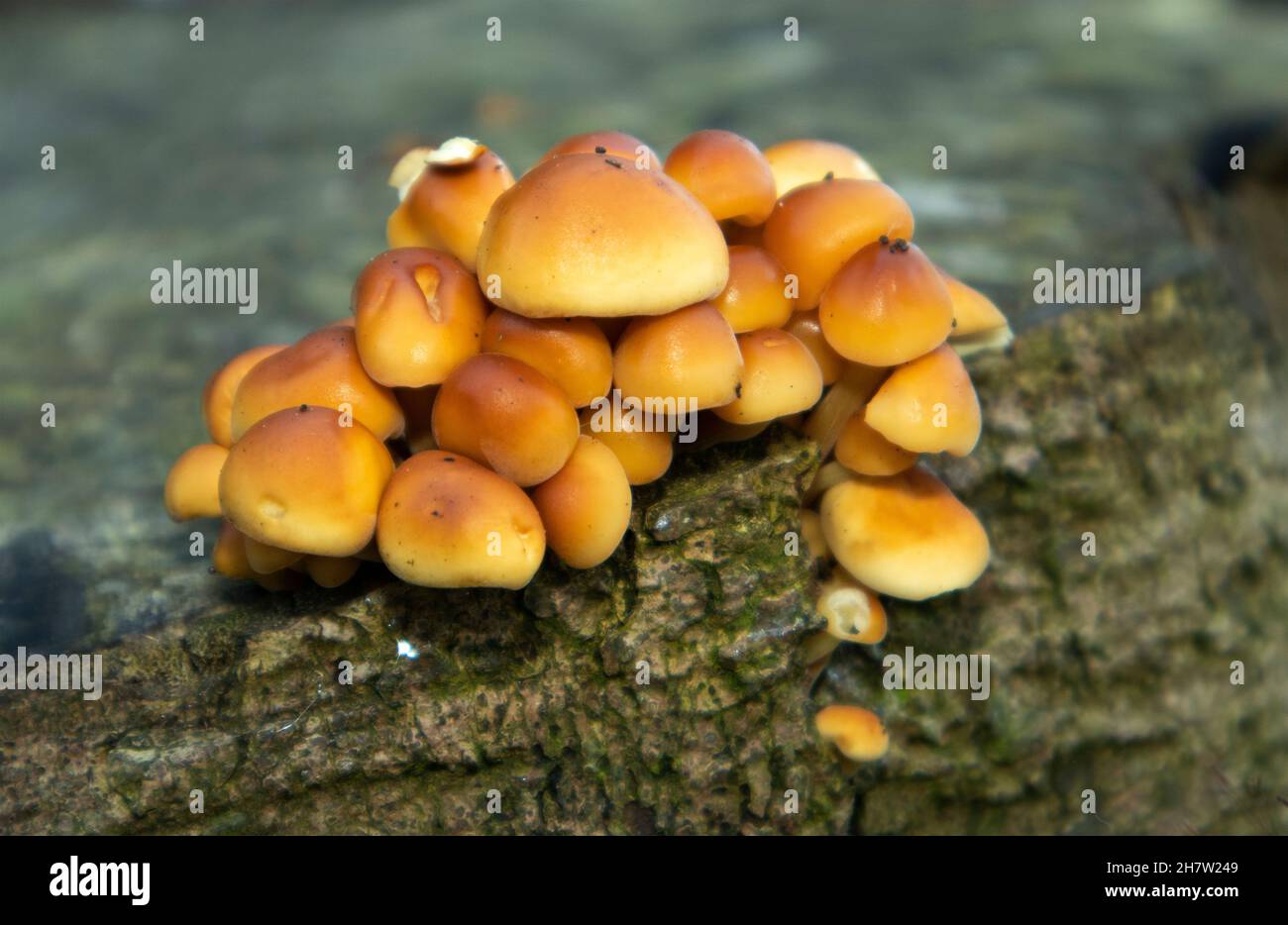 A common and widespread yellow to orange coloured fungus found in dense clumps, the Sulphur Tuft is found on the deadwood and roots Stock Photo