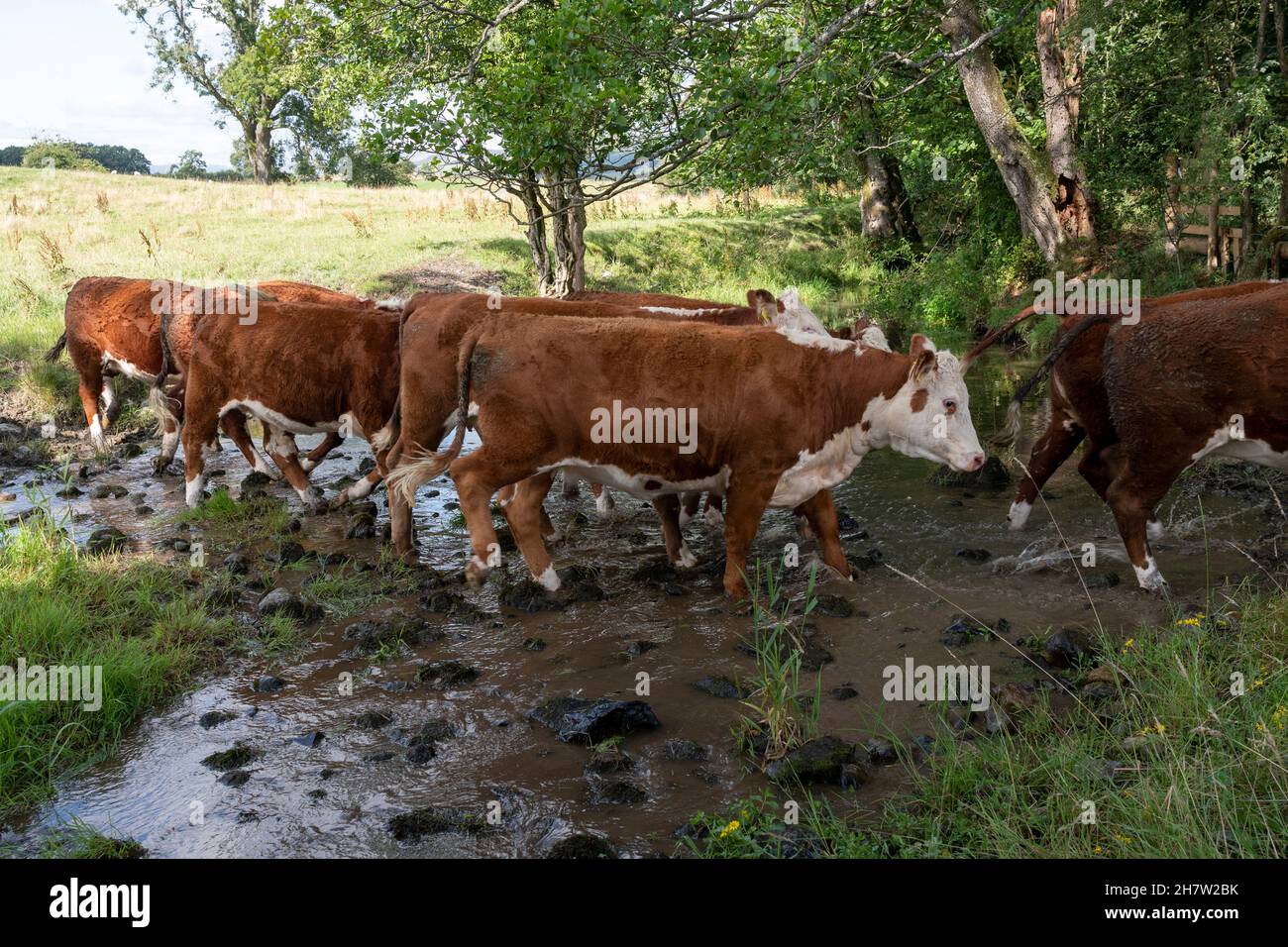 Cattle crossing river hires stock photography and images Alamy