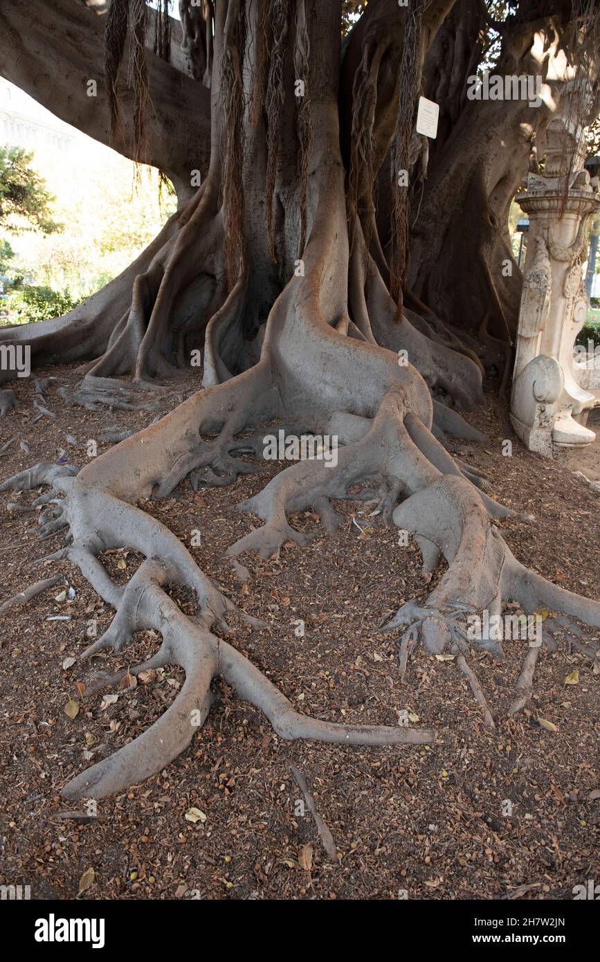 Big Tree in city park Stock Photo