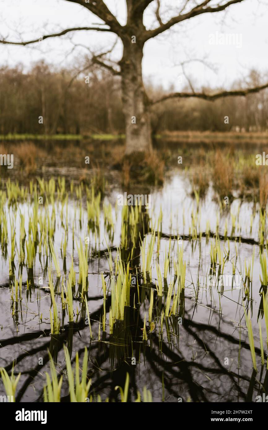 Vertical shot of the wetland, reed growing in water. Burgh-Haamstede ...