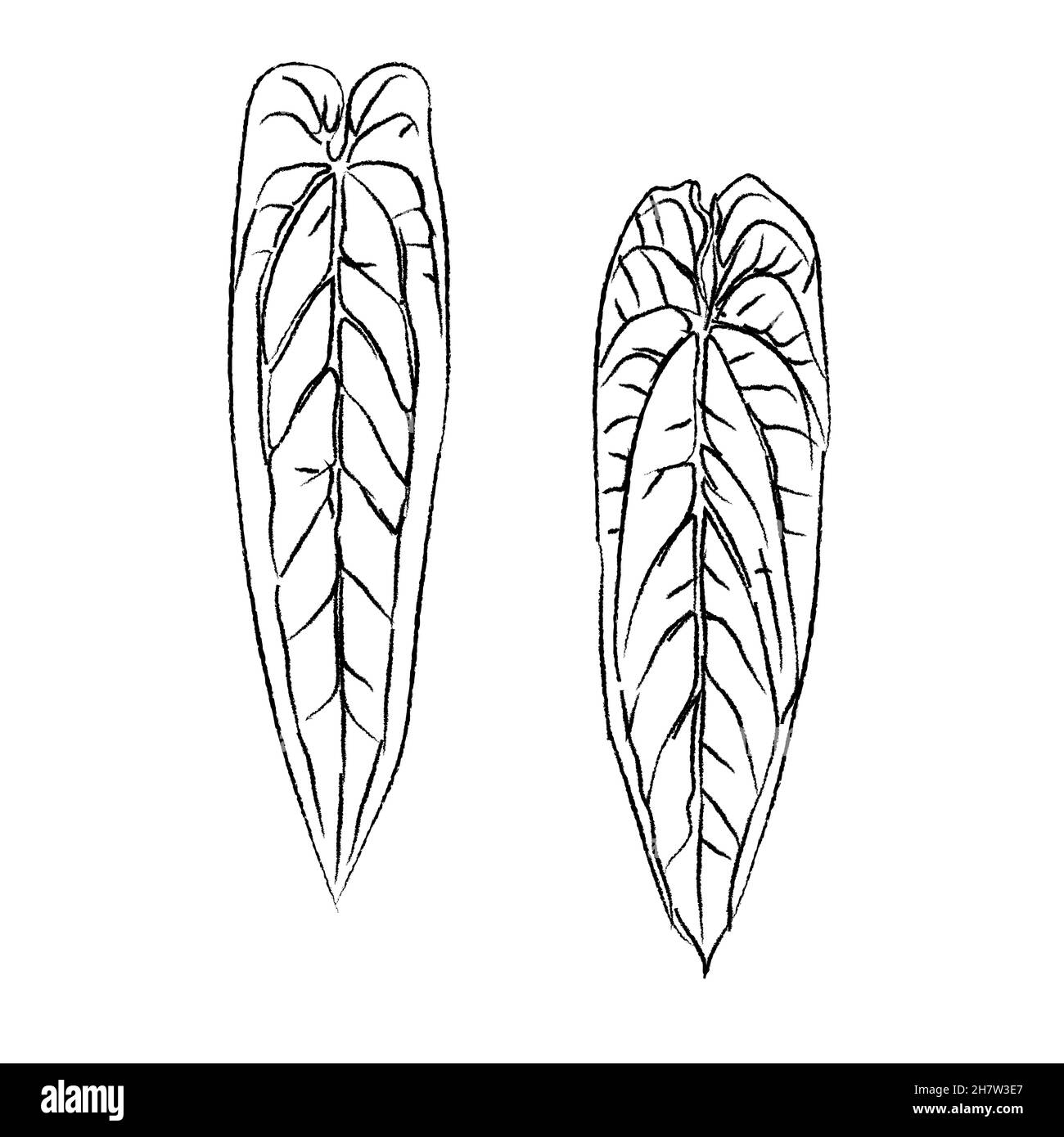 Anthurium warocqueanum queen plant long leaf hand drawing sketch illustration doodle isolated black foliage tropical exotic house plant Stock Vector