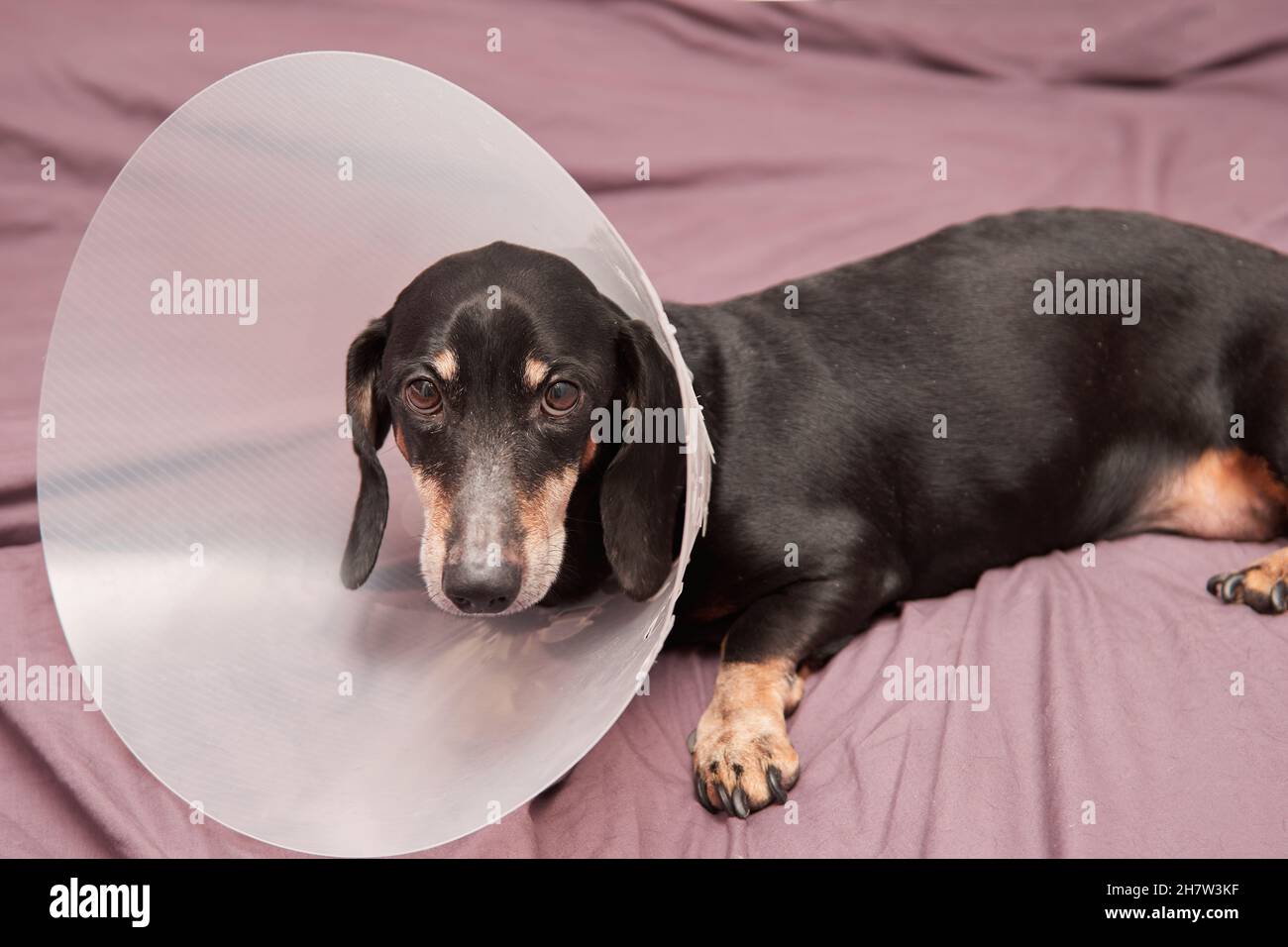 Dog scratch cone hi res stock photography and images Alamy