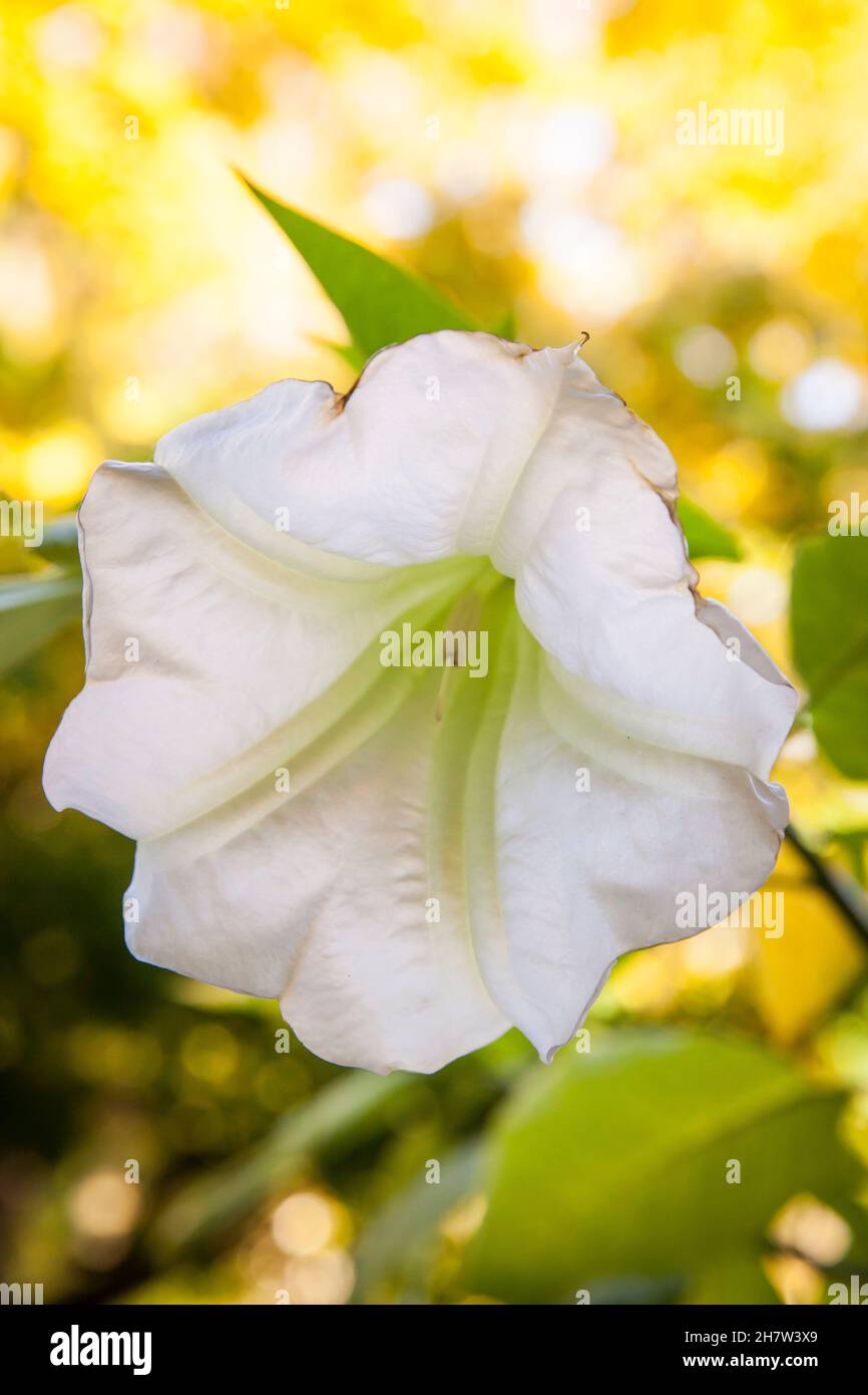 blossom of an Angel Trumpet (lat. Brugmansia). Bluete einer Engelstrompete (lat. Brugmansia). Stock Photo