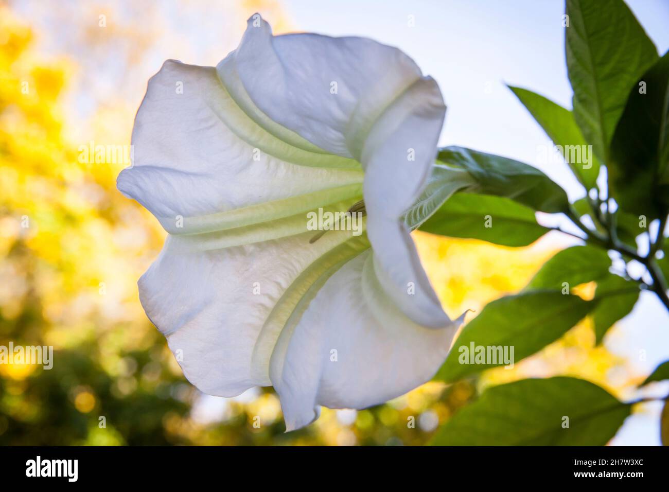 blossom of an Angel Trumpet (lat. Brugmansia). Bluete einer Engelstrompete (lat. Brugmansia). Stock Photo