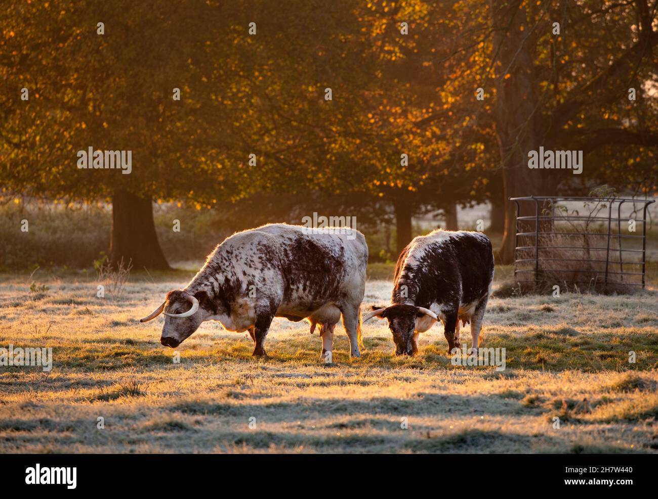 English Longhorn Cattle in meadows at Rousham House, Oxfordshire,England Stock Photo