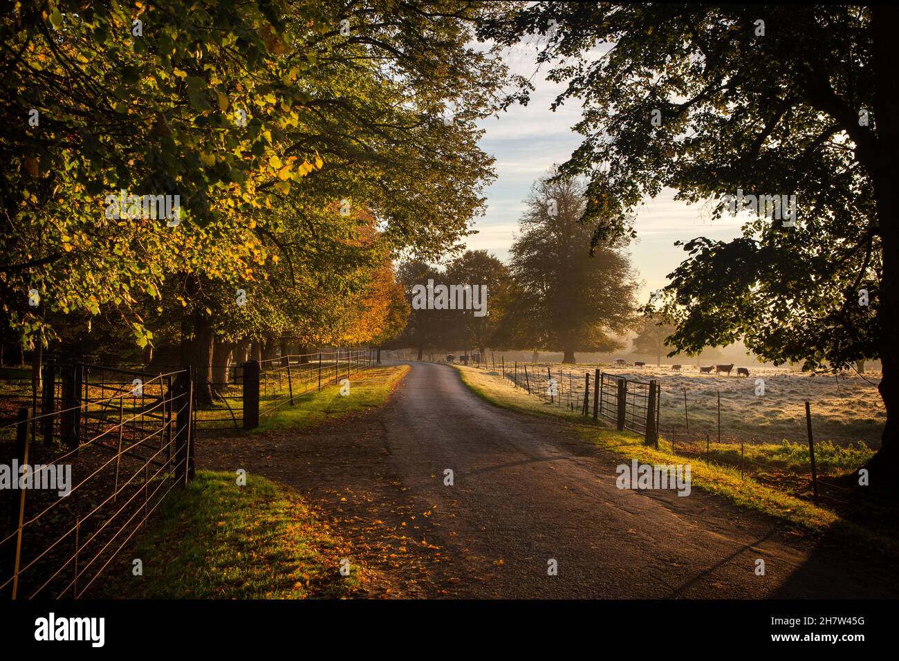 Tree lined driveway to Rousham  House, Oxfordshire,England Stock Photo