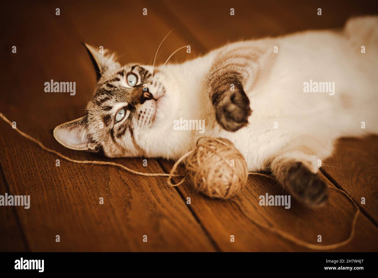 A cute tabby domestic kitten is lying on the wooden floor, having ...