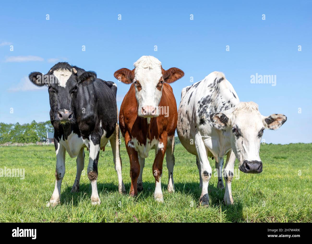 Three cows black red and white, together upright in a row side by side in a field, looking curious and a bit silly, front view Stock Photo