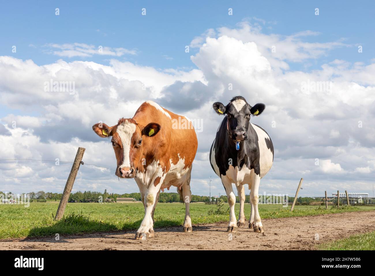 Two cows, bi coloured, walking in a pasture a blue sky, cheeky heifer, youngsters, looking happy and nice Stock Photo