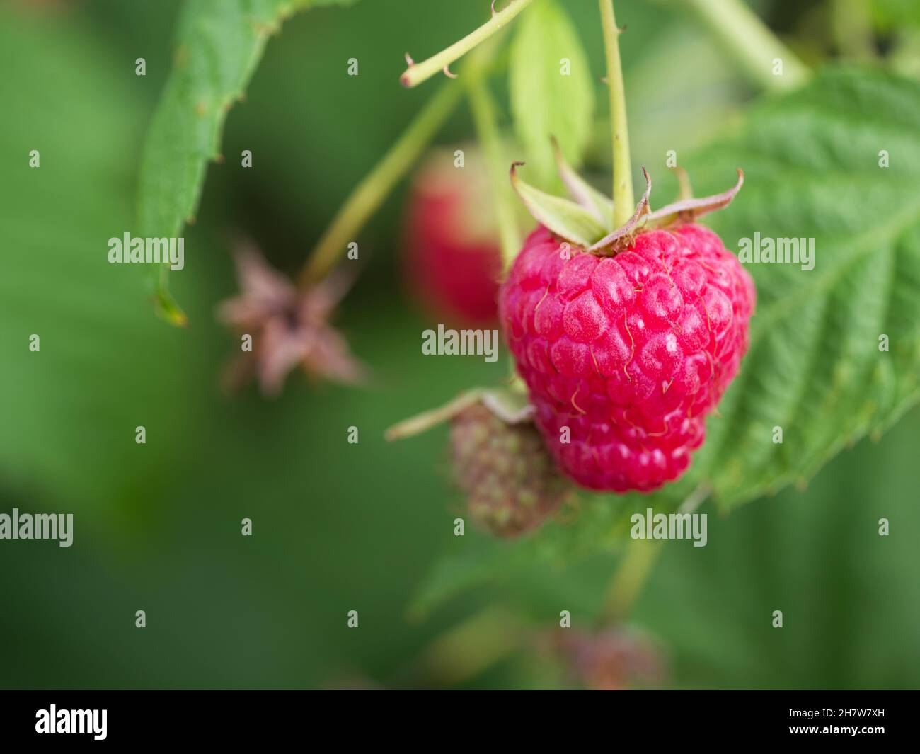 A single ripe raspberry berry, macrophoto. Ripe pink berry Stock Photo ...