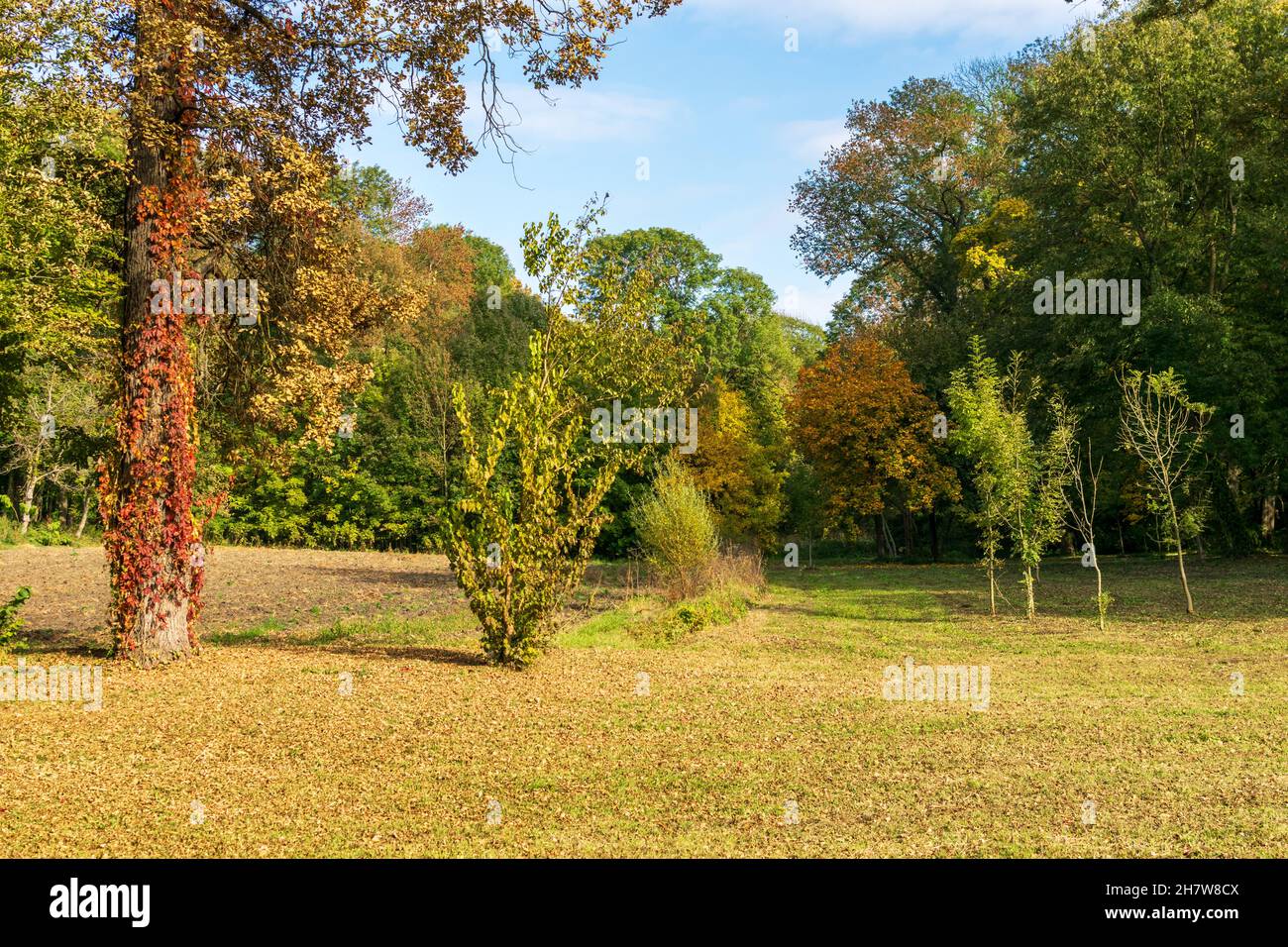 Colorful autumn trees, Miclauseni Castle, Romania Stock Photo