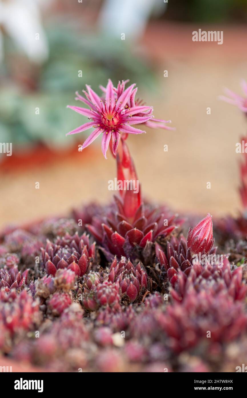 Pumaros Sempervivum 'Pumaros' a dark red rosettes form tight clustering mounds ...