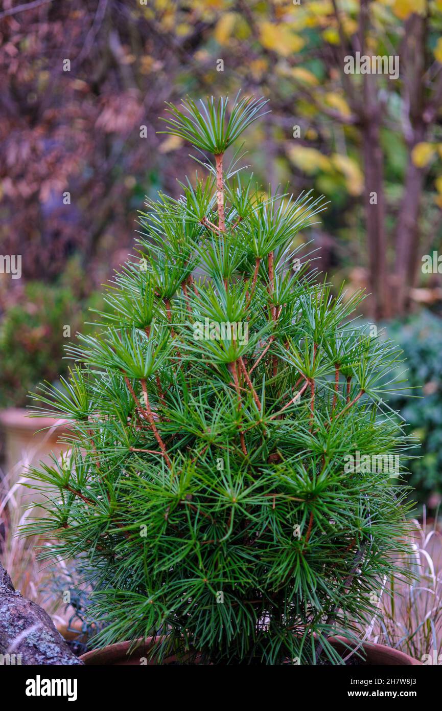 An Umbrella Pine evergreen plant in a pot with its lush green needles is a unique conifer endemic to Japan. Selective focus. Stock Photo