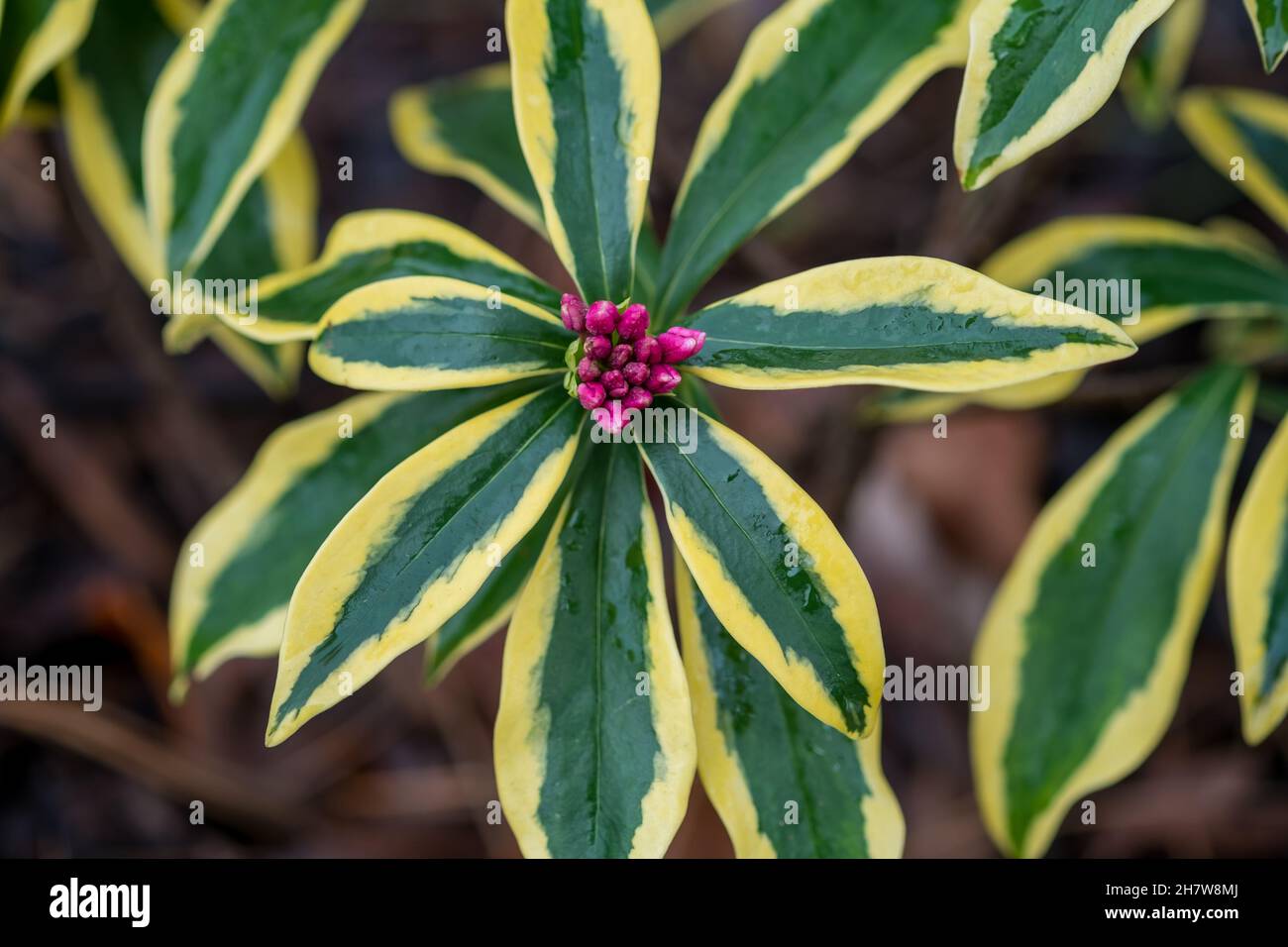 Winter daphne or Daphne odora 'Marianni' plant with its pink flowers and gorgeous, glossy, golden-edged, dark-green leaves. Closeup, Selective focus Stock Photo