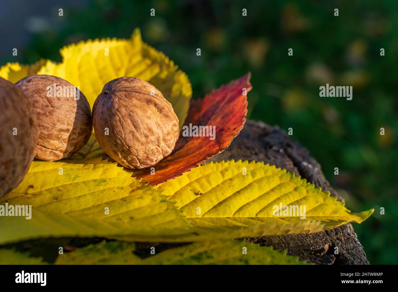 Natural walnuts among fall colored leaves enlightened by sunset light. Stock Photo