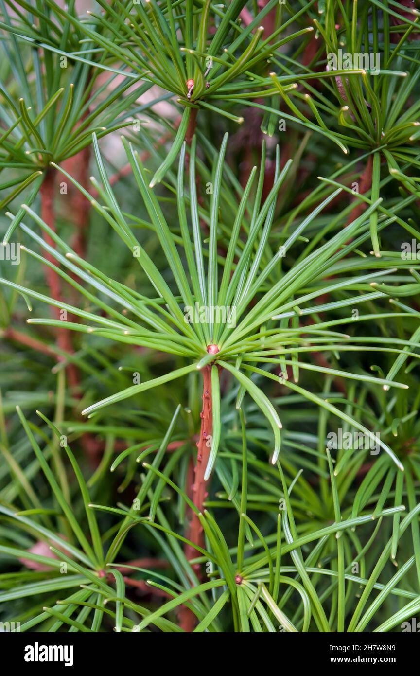 Close up of the fresh green leaves or needles growing on a Sciadopitys verticillata, ab evergreen  plant. Selective focus. Stock Photo