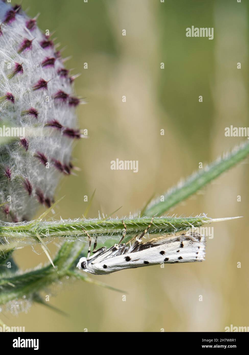 Newly emerged Thistle ermine moth (Myelois circumvoluta) resting under a leaf of its food plant Woolly thistle (Cirsium eriophorum), Wiltshire, UK Stock Photo