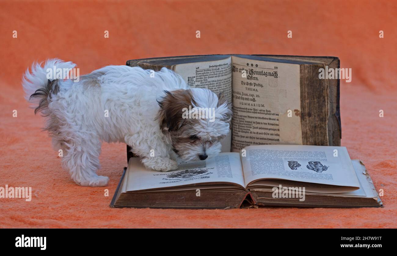 Bolonka Zwetna toy dog pup with old books, Germany Stock Photo