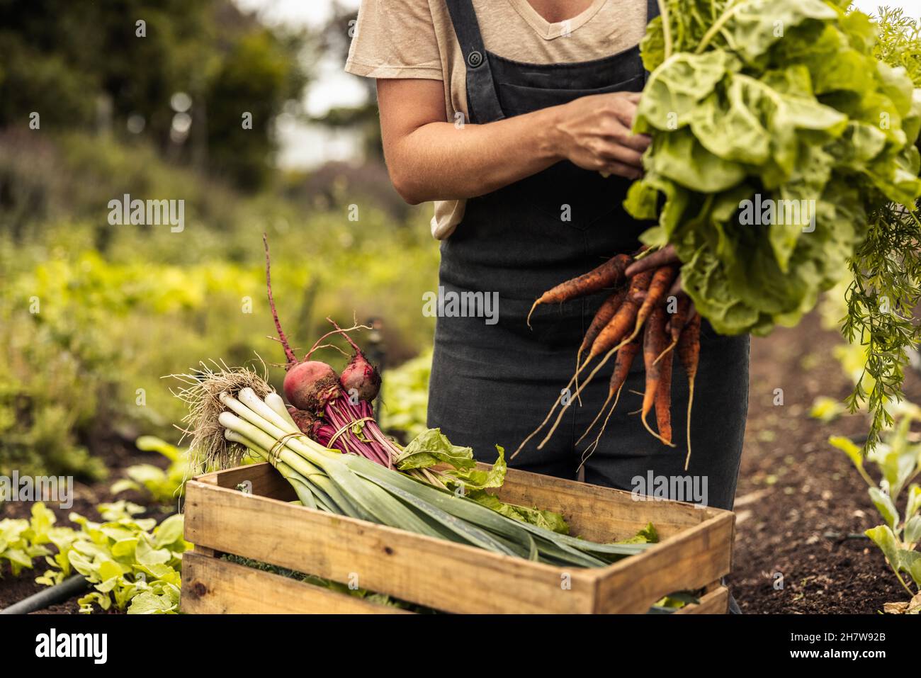 Female farmer arranging freshly picked vegetables into a crate on an organic farm. Self-sustainable young woman gathering fresh green produce in her g Stock Photo