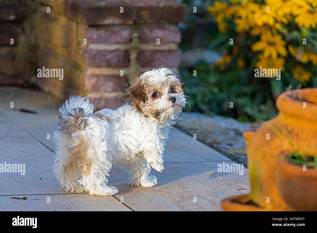 Bolonka Zwetna toy dog pup, Germany Stock Photo