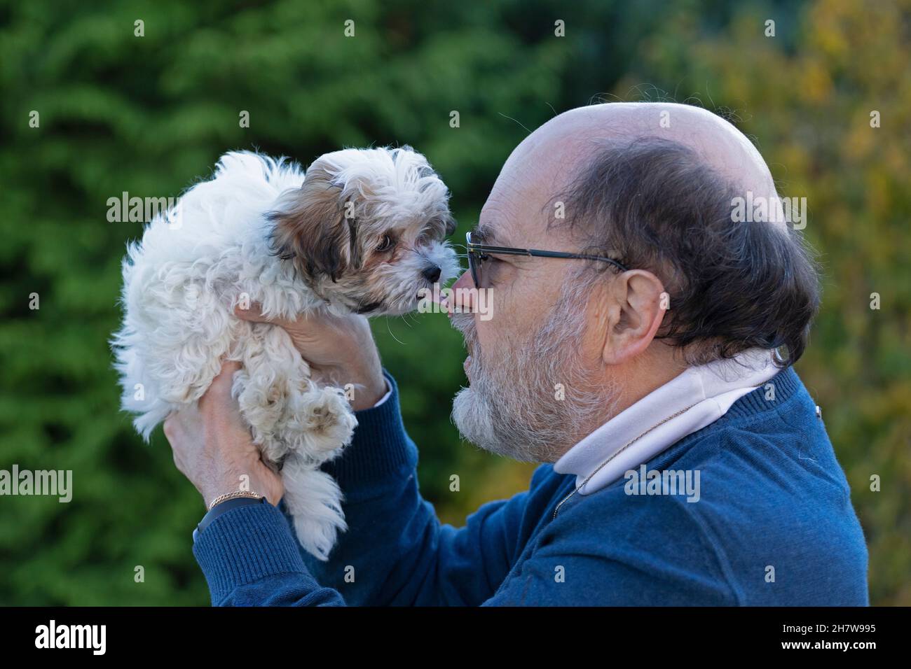 Bolonka Zwetna toy dog pup licking its master, Germany Stock Photo