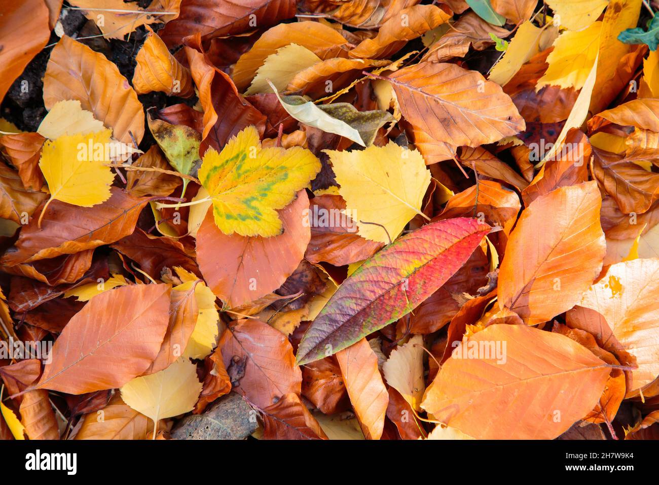 Gold coloured leaves hi-res stock photography and images - Alamy