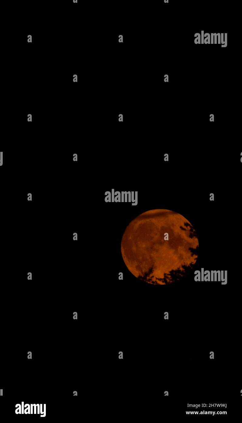R Using Moon Moon behind leaves hi-res stock photography and images - Alamy