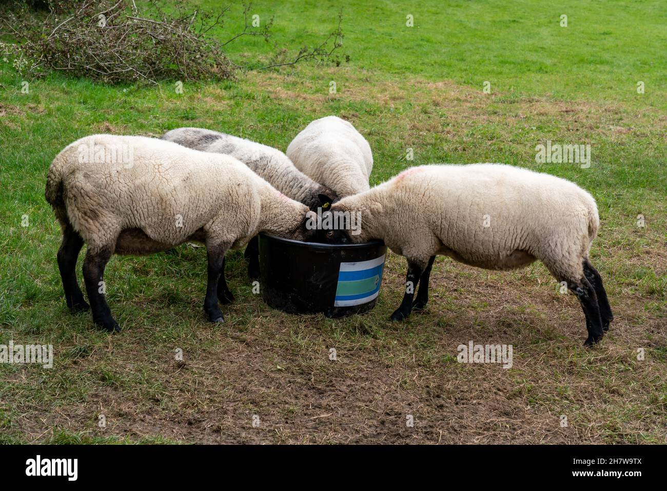 GREAT BOOKHAM, SURREY, UK - CIRCA 2021 OCTOBER: Sheep with blackheads and legs feeding on a tub on a sheep farm in the English countryside Stock Photo