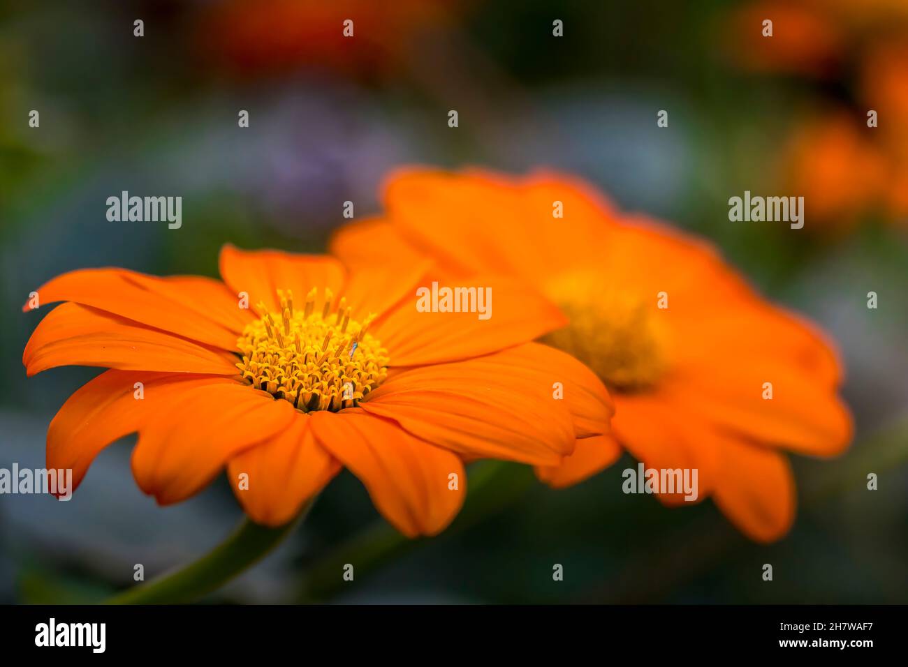 Beautiful flower in a public park in Frankfurt, Hesse at a sunny day in summer. Stock Photo