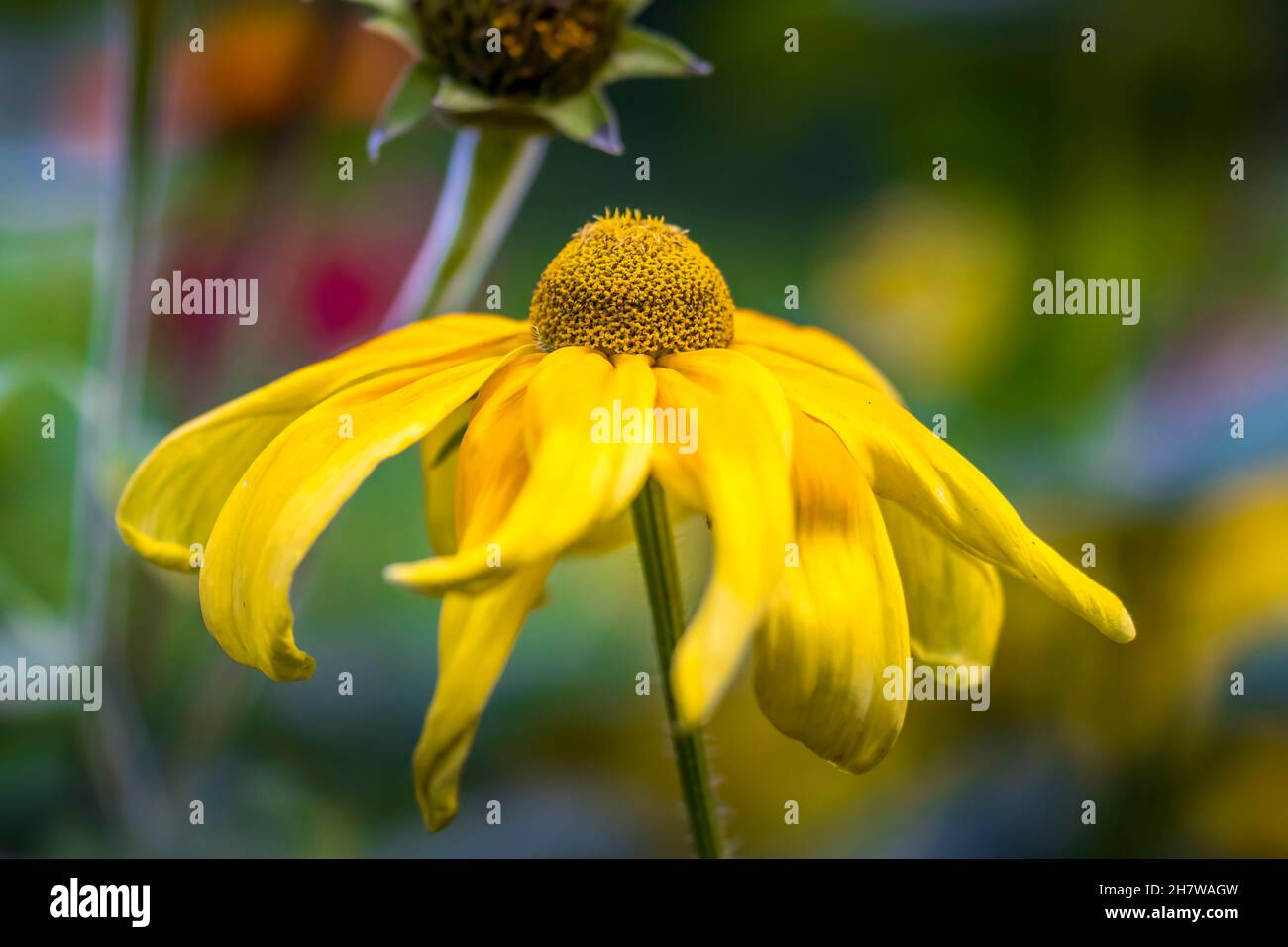 Beautiful flower in a public park in Frankfurt, Hesse at a sunny day in summer. Stock Photo