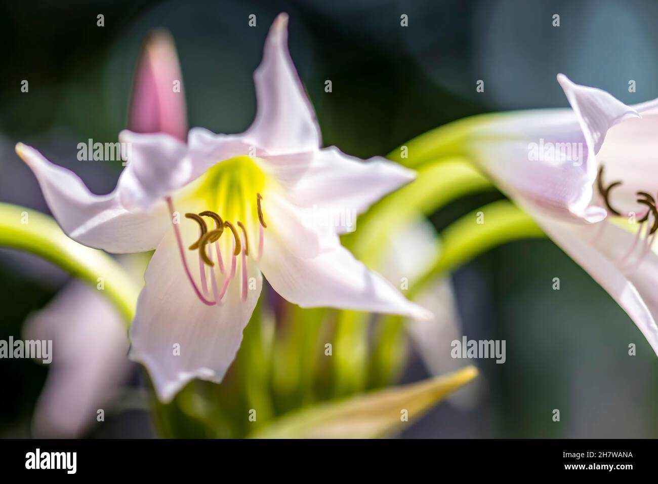 Beautiful flower in a public park in Frankfurt, Hesse at a sunny day in summer. Stock Photo