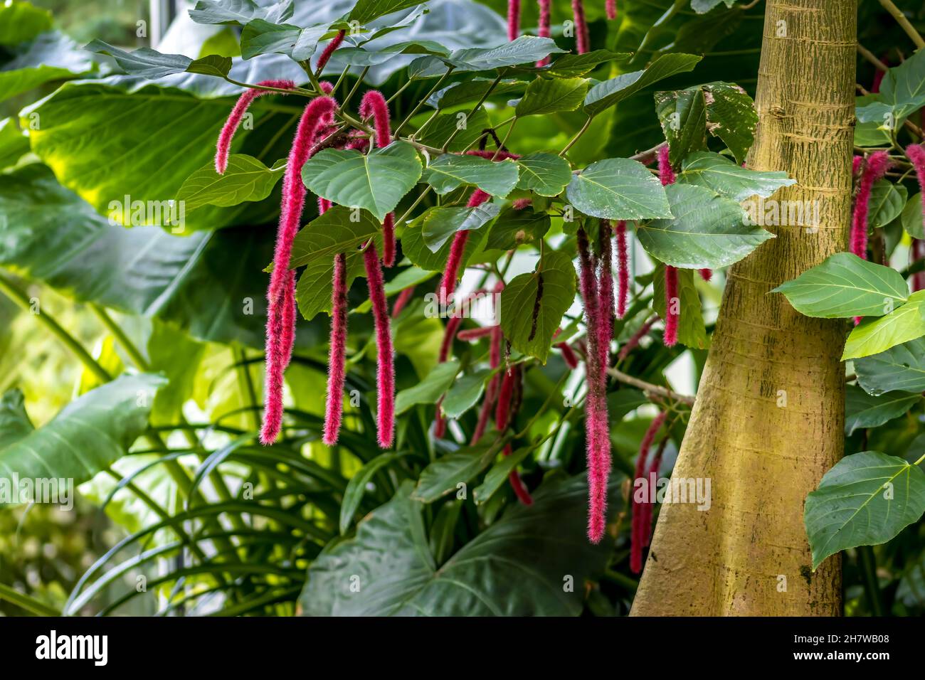 Beautiful tropical flowers in a public park in Frankfurt, Hesse at a sunny day in summer. Stock Photo