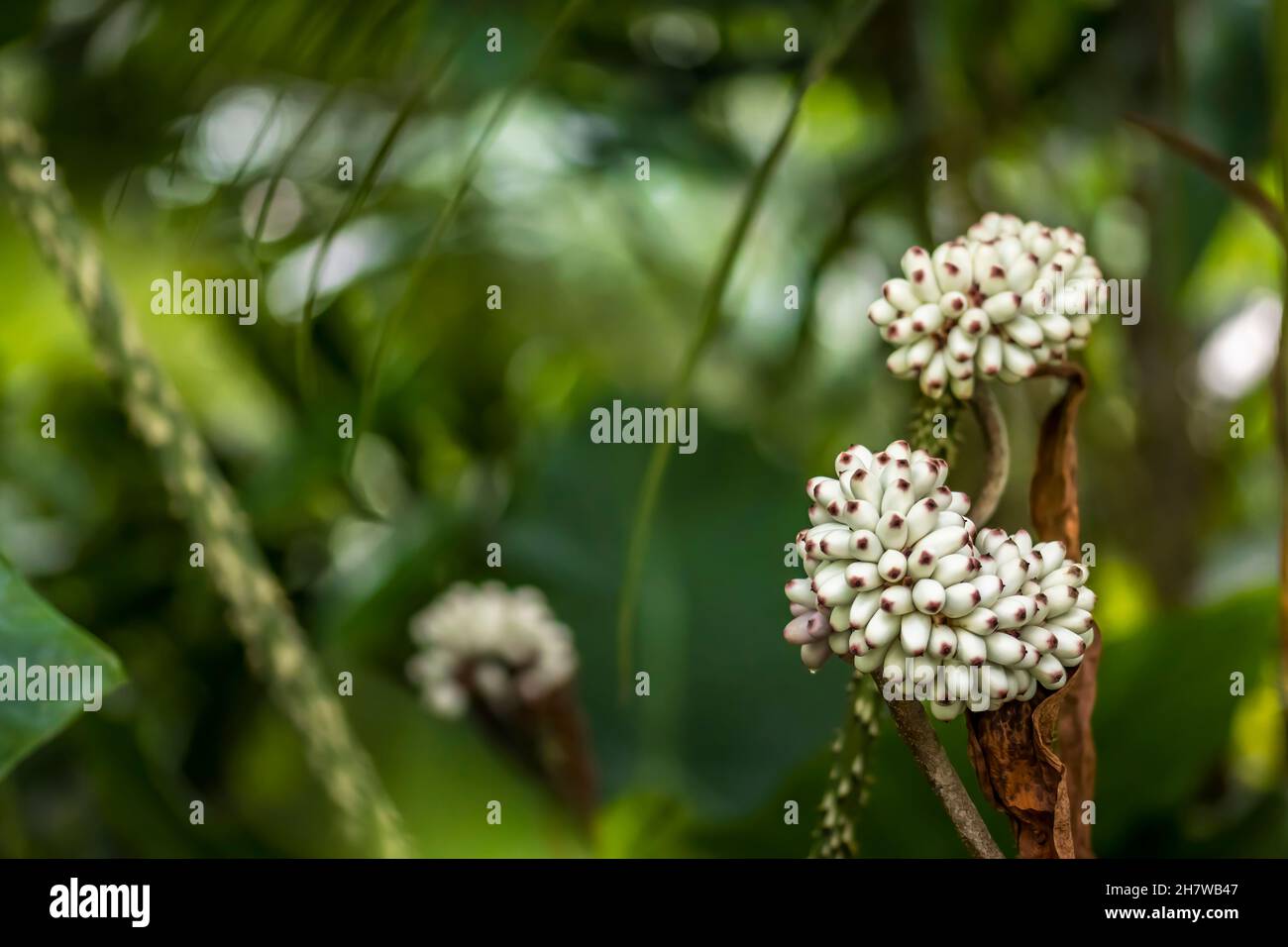 Beautiful tropical flowers in a public park in Frankfurt, Hesse at a sunny day in summer. Stock Photo