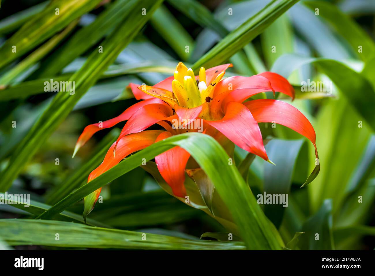 Beautiful tropical flowers in a public park in Frankfurt, Hesse at a sunny day in summer. Stock Photo